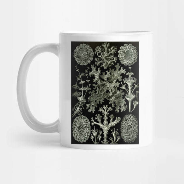 Lichen by Ernst Haeckel by MasterpieceCafe